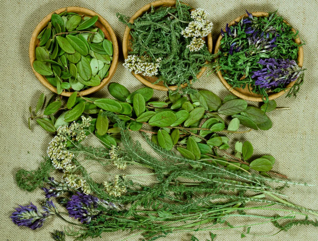 Medicinal Plants