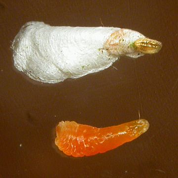 mage 2: The armoured Bamboo Scale Insect, Kuwanaspis pseudoleucaspis, with and without covering.