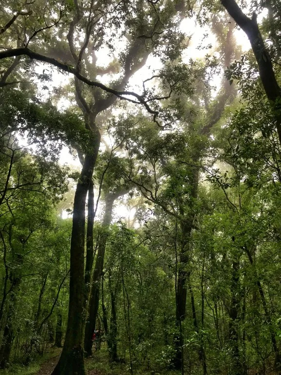 The Sacred Forests of Mawphlang - Meghalaya's Forlorn