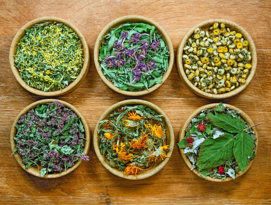 Medicinal Plants