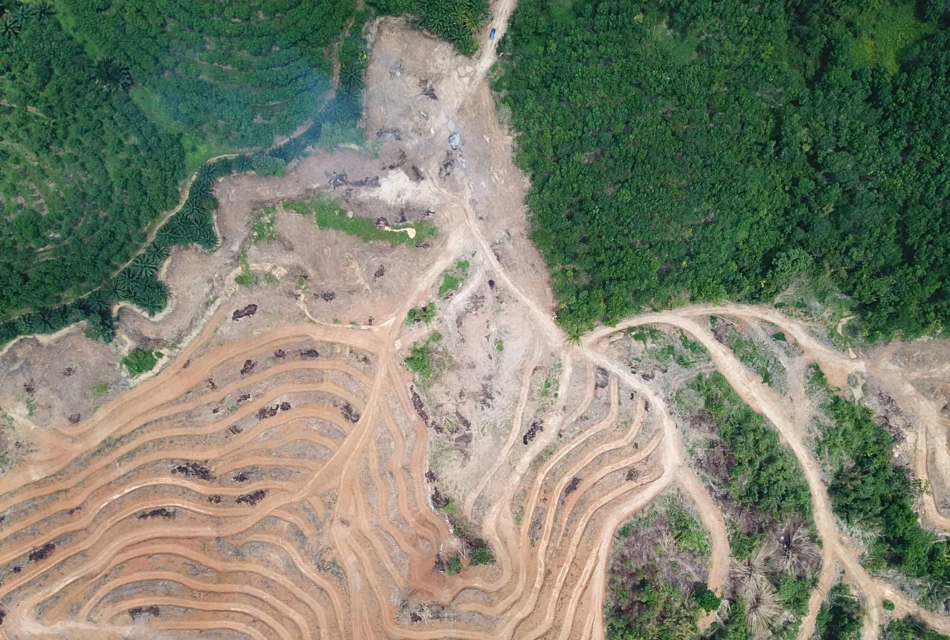 Deforestation