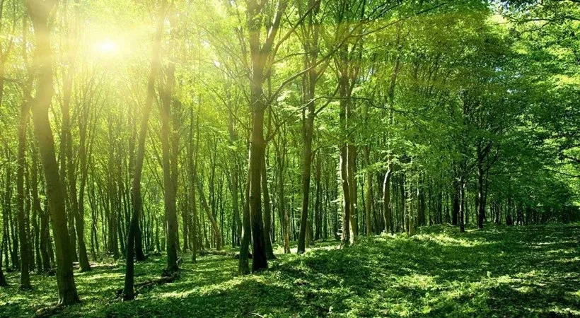 The Forest Man of India: Jadav Payeng Devotes His Life To Planting ...