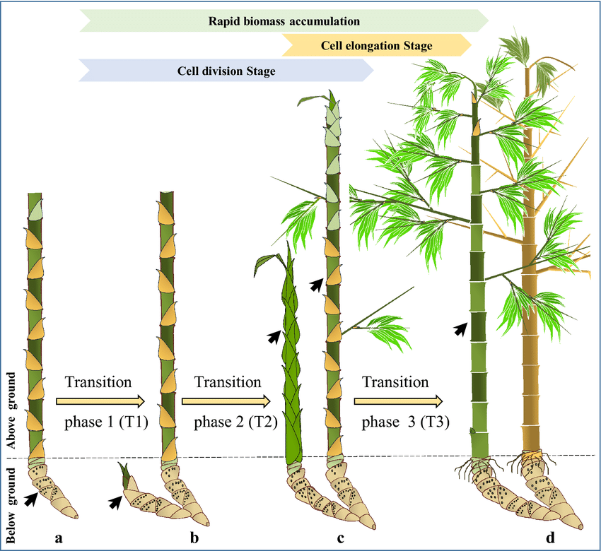 Characteristics That Make Bamboo Attractive