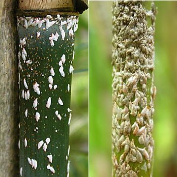 Image 1: Scale - females and crawlers under new sheath (left) and encrustations on older culm (right)
