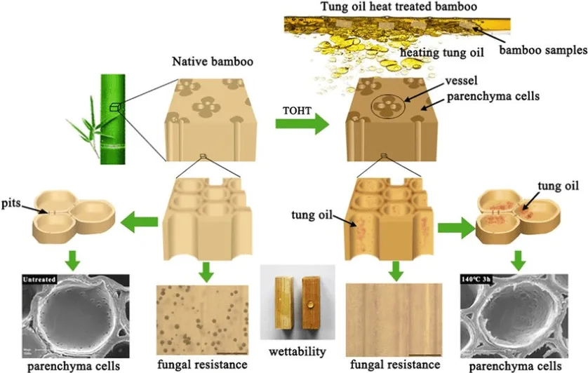 Schematic illustration of the bamboo samples after heat treatment in tung oil.