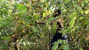 The Mankirdia of Northern #Odisha The Mankirdia are skilled rope ...