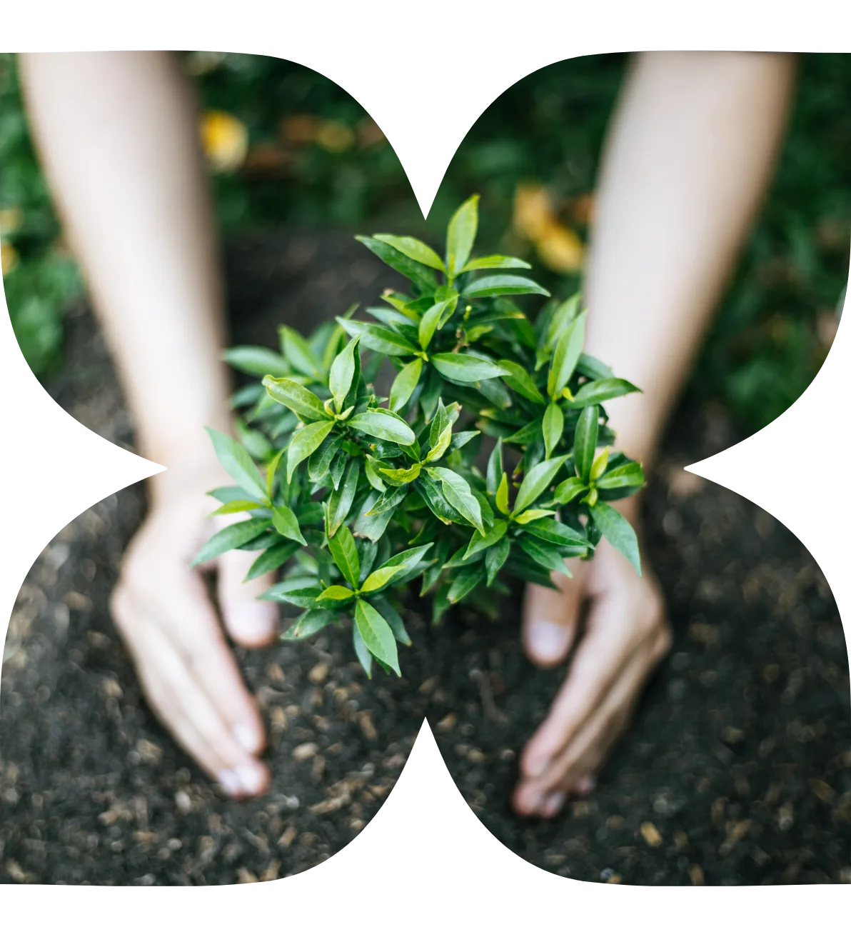 Medicinal Plants