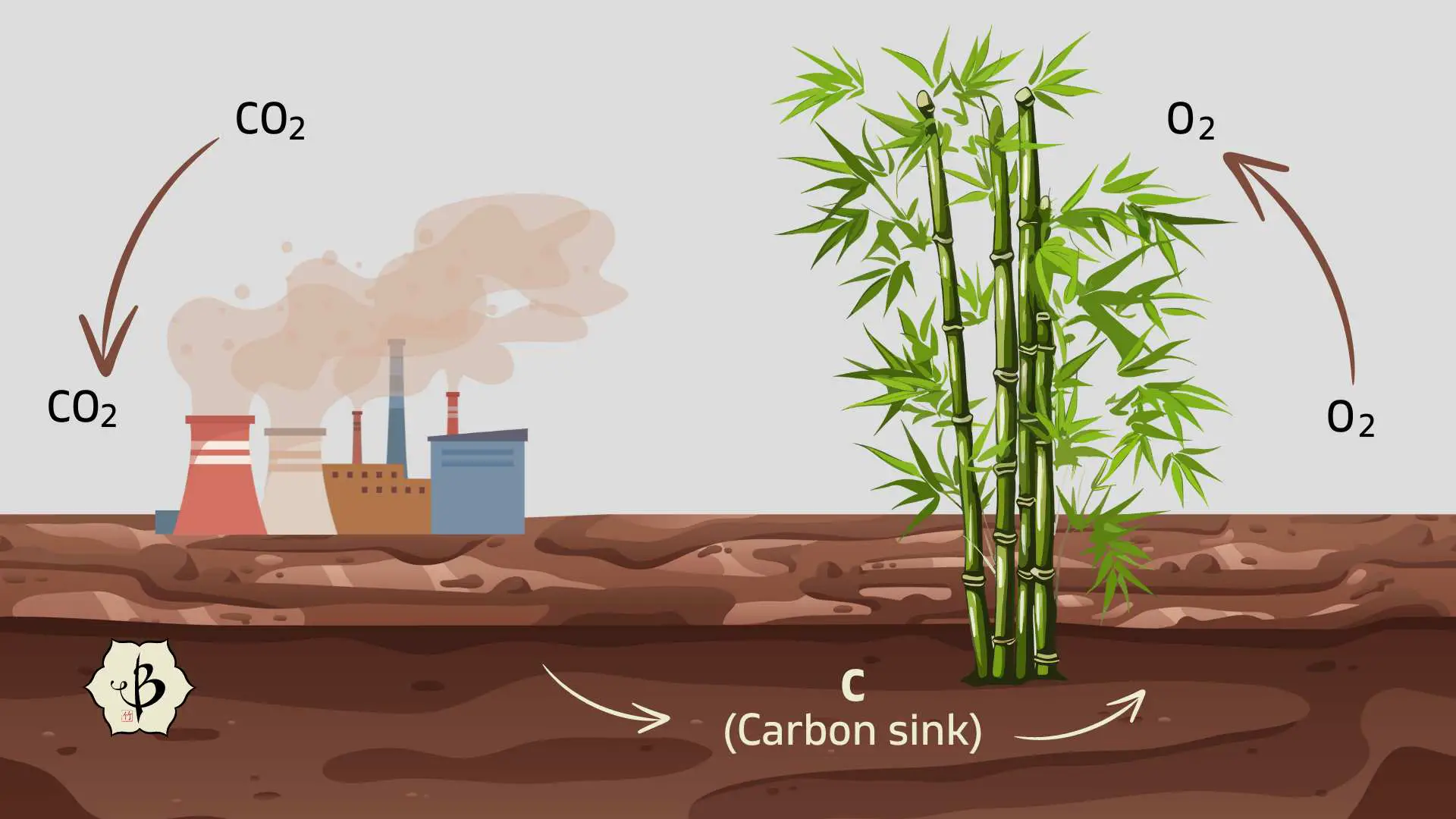 Bamboo absorbs carbon dioxide (CO2), stores the carbon (C), and releases oxygen (O2).