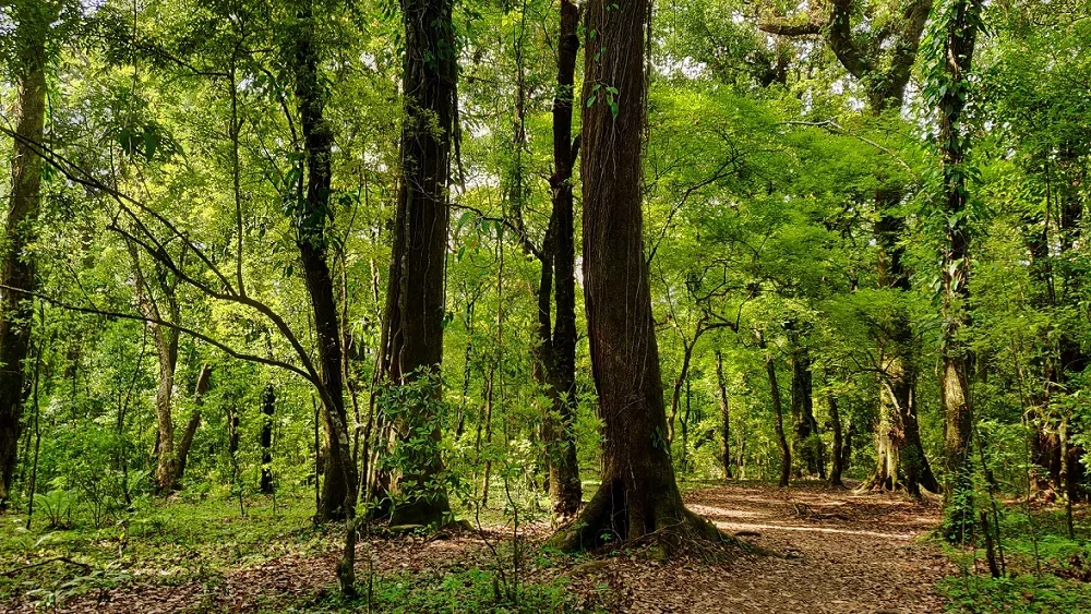 Mawphlang Sacred Forest: A must-visit place in Meghalaya