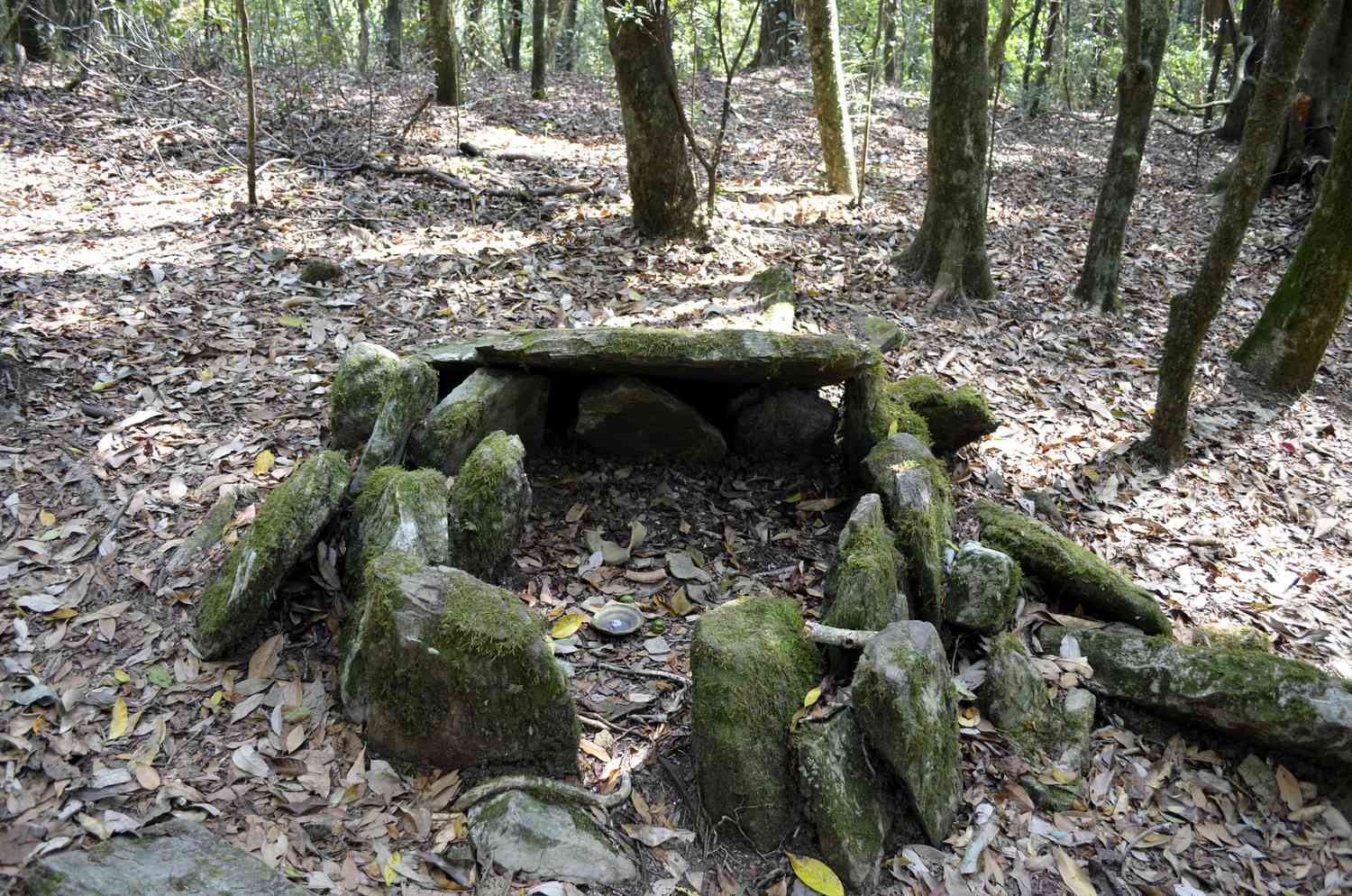 Meghalaya's Mawphlang Sacred Forest