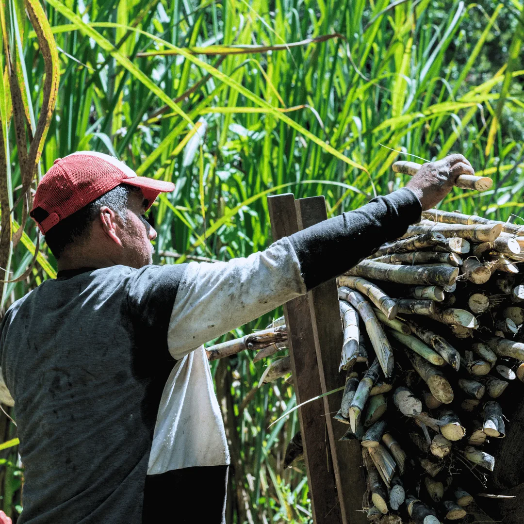 Forests & Bamboo: Revolutionizing Construction