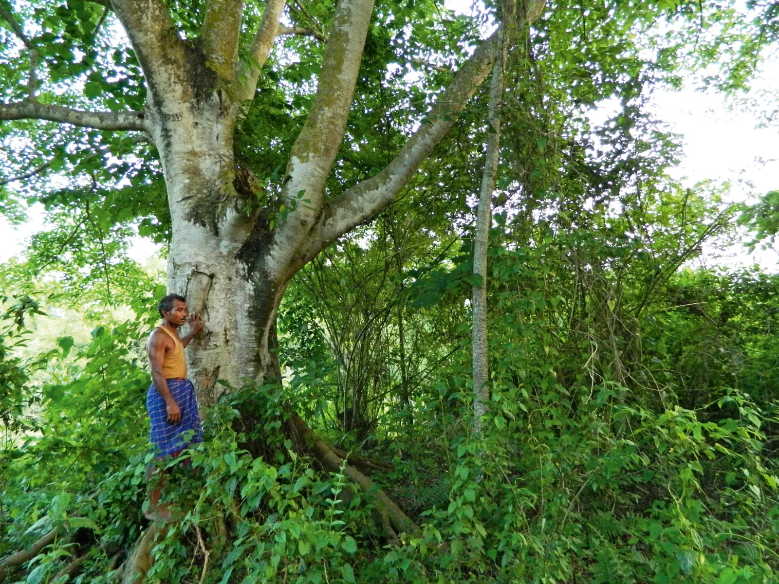 Jadav Payeng